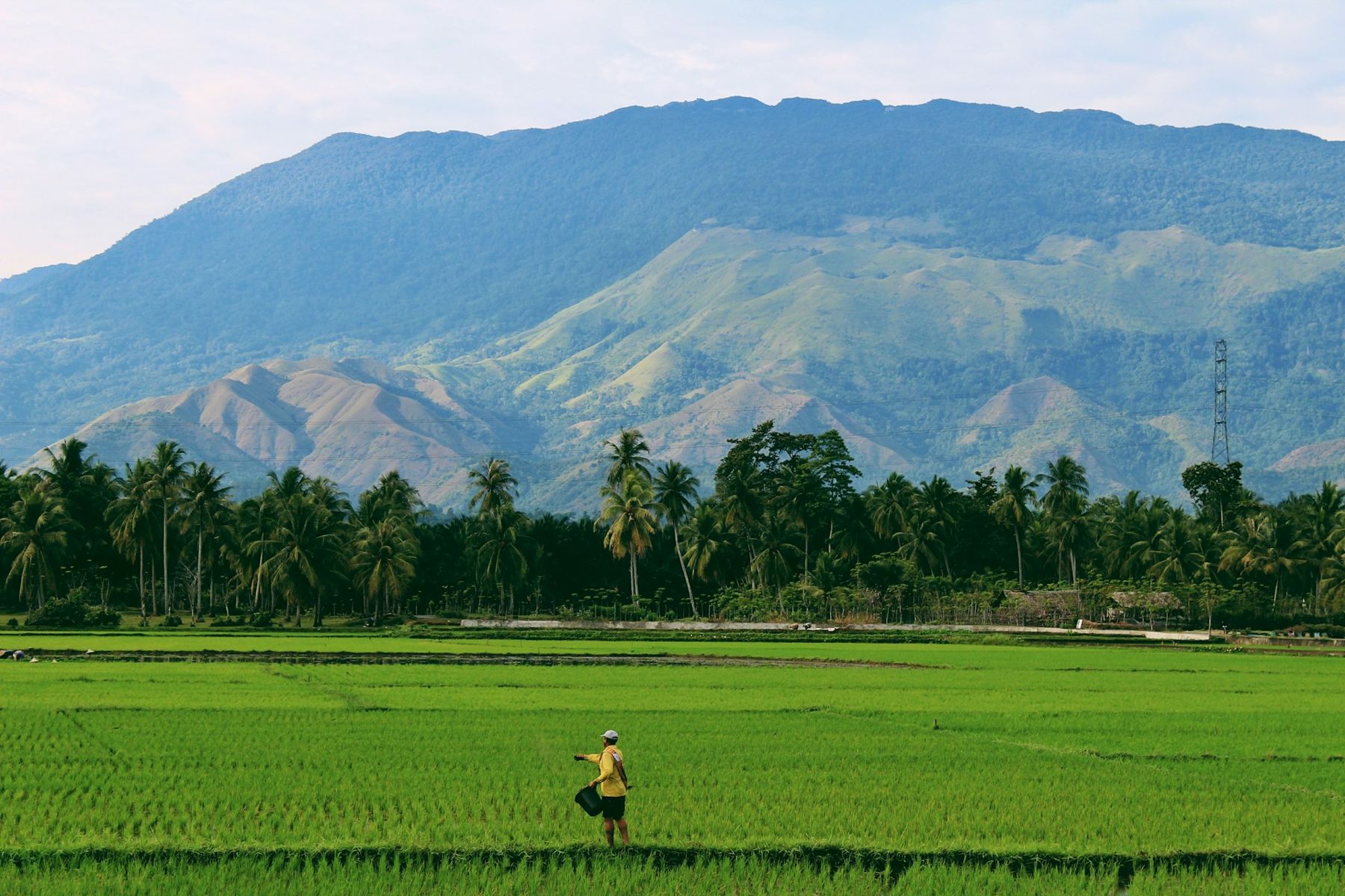 Farmer working in a green paddy field below hills in India