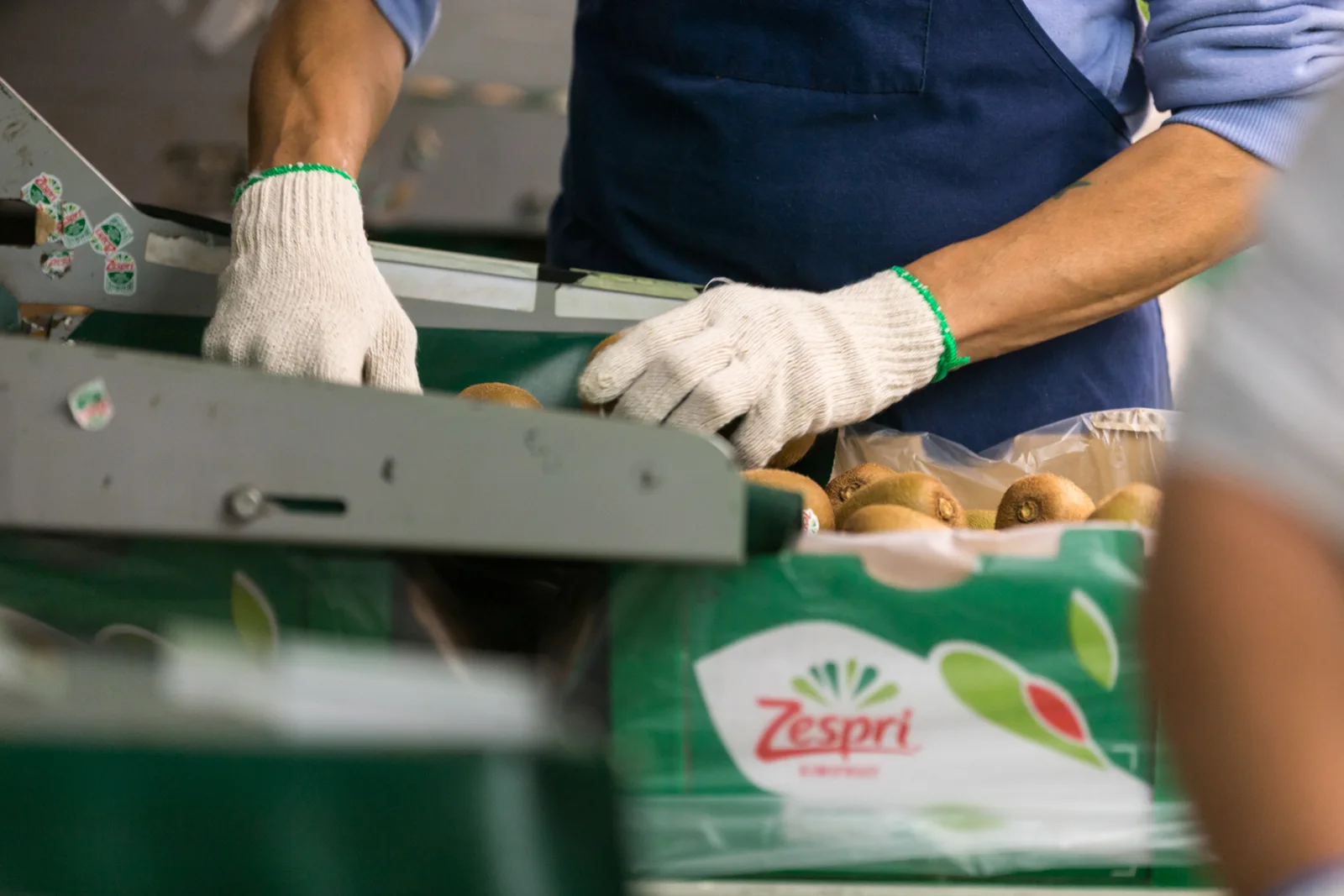 Gloved packhouse worker arranging kiwifruit in a carton