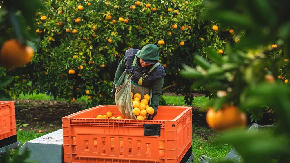 Harvest worker loading freshly picked citrus into an orchard bin