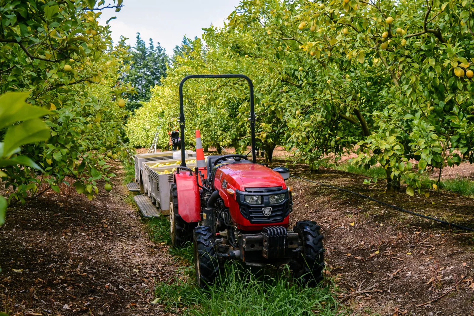 Red tractor between citrus orchard rows in Northland, New Zealand
