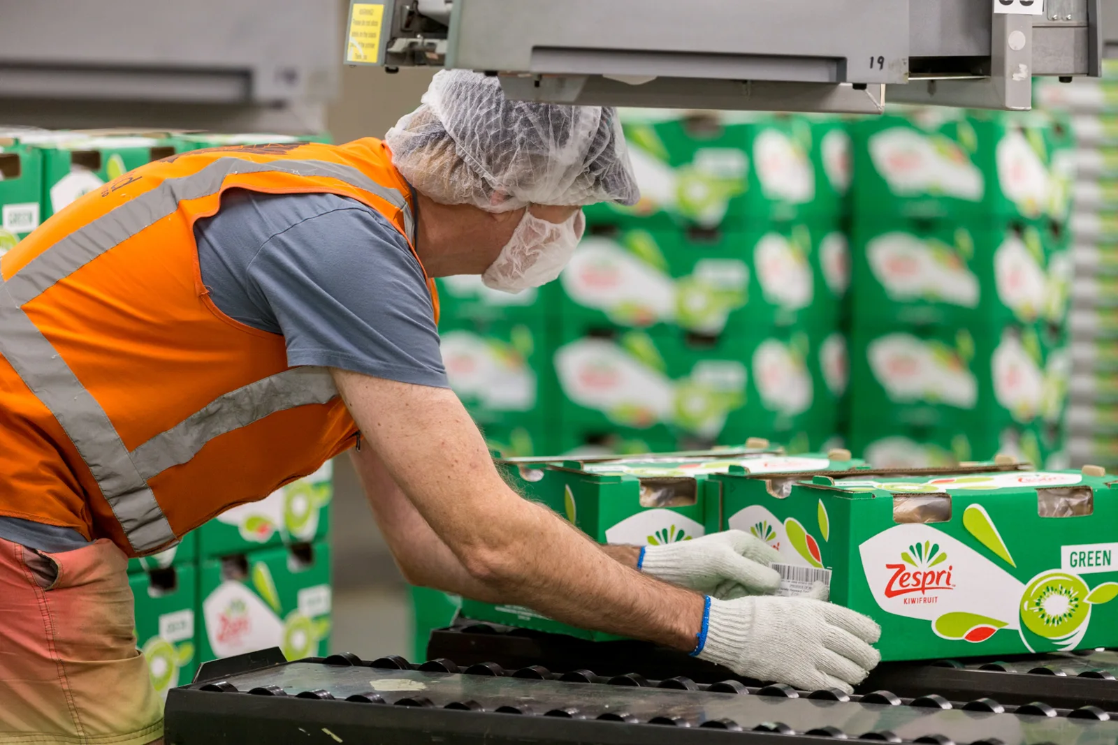 Packhouse worker handling a kiwifruit carton beside the conveyor