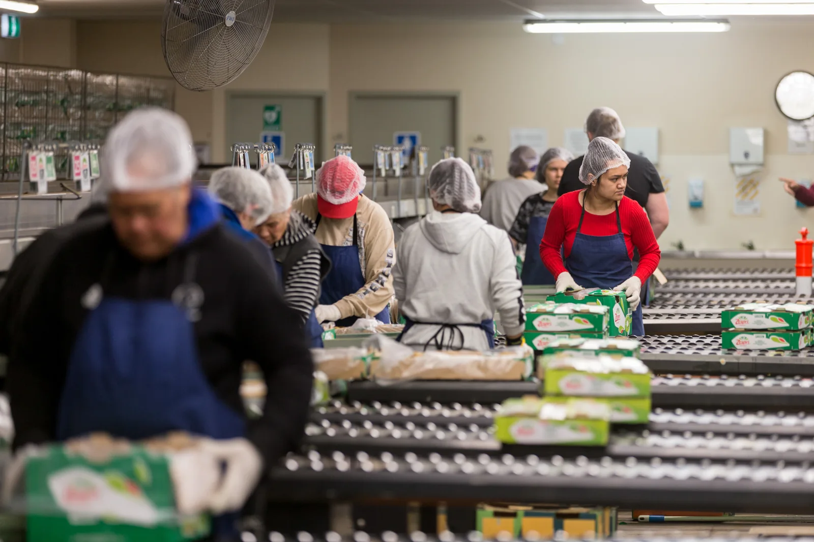 Workers handling fruit along a kiwifruit packing line