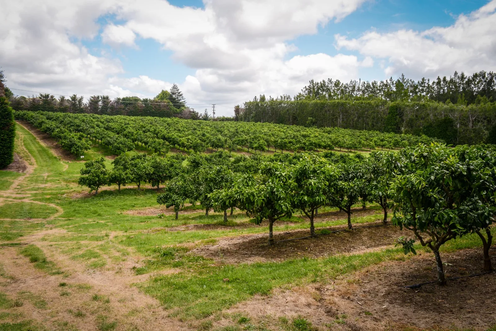 Rows of citrus trees across the green landscapes of Northland, New Zealand