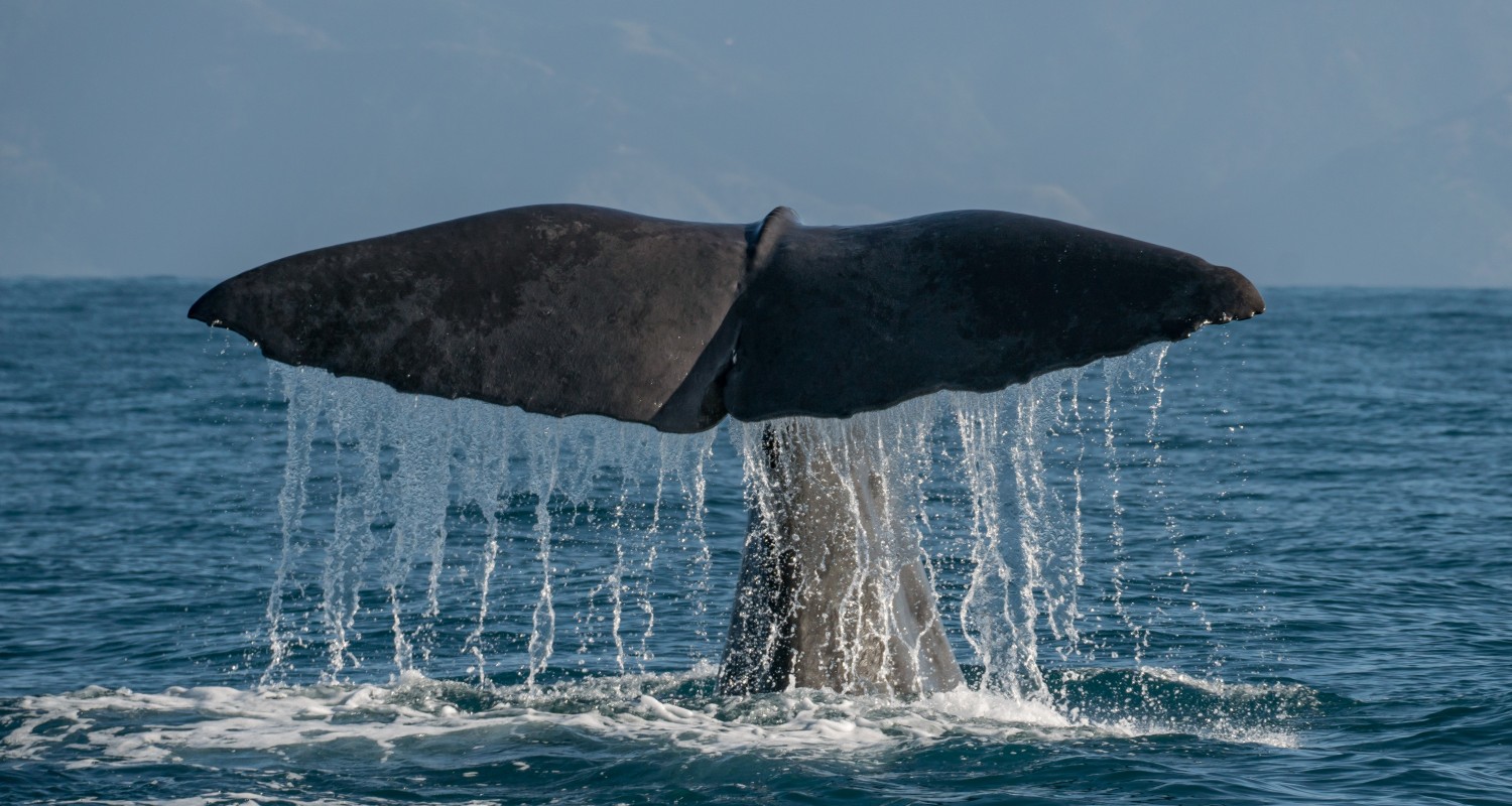 Kaikoura — sperm whale fluke on the afternoon sailing