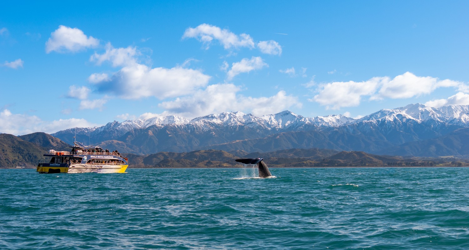 Kaikoura Whale Watch vessel