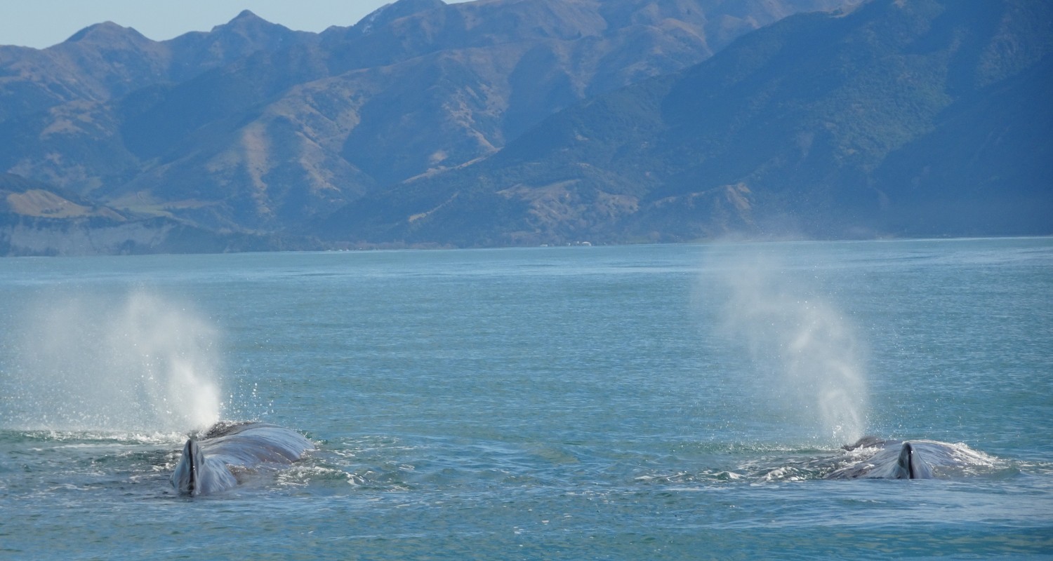 Kaikoura whale-watching journey